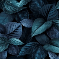 Invention 3 BWV 774, Bach.